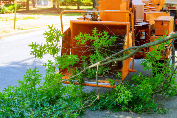 The Steps Involved in Our Tree Care Process in Gateway, FL